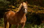 Mooie grote C pony, goed springen, Gechipt, B, Ruin, Springpony