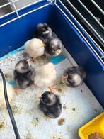 Kuikens, Dieren en Toebehoren, Ophalen