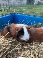 Jonge cavia’s, Dieren en Toebehoren, Mannelijk, Cavia, Tam