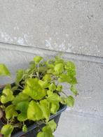 Viola odorata, Vaste plant, Ophalen