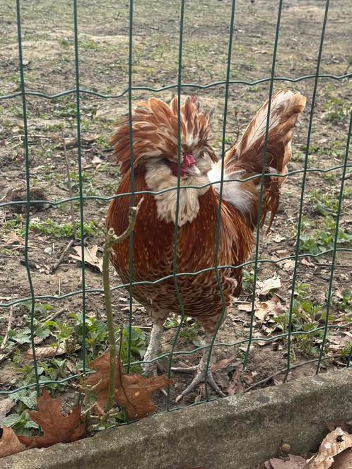 Haan gratis op te halen, Dieren en Toebehoren, Pluimvee, Kip, Mannelijk