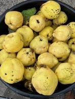 verse kweeperen van eigen kweek, Ophalen