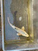 Koi +-20cm, Dieren en Toebehoren, Vissen | Vijvervissen, Karper of Koi