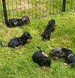 Kortharige dwerg/kaninchen teckel pups,in huis grootgebracht, CDV (hondenziekte), Meerdere, 8 tot 15 weken, Meerdere dieren
