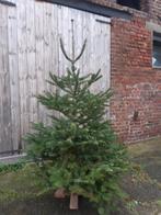 Nordmann kerstboom 1m70 nordman, Tuin en Terras, Planten | Bomen, Ophalen, Overige soorten