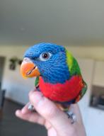 Adoptie van het koppel Loris