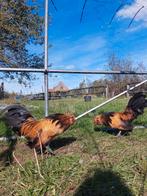 Watermaalse baardkriel (haan), Dieren en Toebehoren, Pluimvee, Mannelijk, Kip
