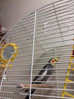 A donner contre bon soins, Animaux & Accessoires, Enlèvement, Neuf, Aluminium, Autres types