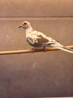 Bonte diamantduiven, Dieren en Toebehoren, Vogels | Overige Vogels, Meerdere dieren, Geringd