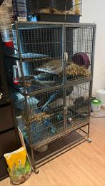Hamsters te koop met of zonder kooi, Dieren en Toebehoren, Ophalen, Zo goed als nieuw, Kooi