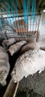 jonge ooien, Mouton, Femelle, 0 à 2 ans