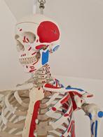 3B Anatomisch skelet met beschilderde spieroorsprongen, Diversen, Schoolbenodigdheden, Ophalen, Zo goed als nieuw