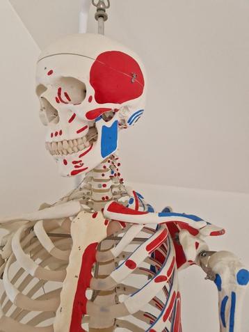 3B Anatomisch skelet met beschilderde spieroorsprongen beschikbaar voor biedingen
