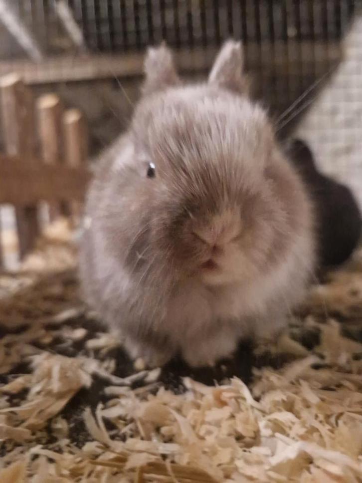 Konijn, Dieren en Toebehoren, Konijnen, Klein, Geslacht onbekend, 0 tot 2 jaar