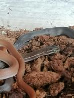 Boaedon lineatus afrikaanse huisslang, Animaux & Accessoires, Reptiles & Amphibiens, Serpent, 0 à 2 ans