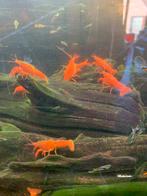 Procambarus kreeften oranje, Dieren en Toebehoren, Vissen | Aquariumvissen, Kreeft, Krab of Garnaal