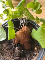 Dioscorea elephantipes 7 jaar oud Geen KOERRIERDIENST, Ophalen