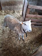easy-care bok, Dieren en Toebehoren, Schapen, Geiten en Varkens, Mannelijk, Schaap, 0 tot 2 jaar