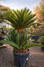 Palmboom Cycas Revoluta - prachtig exemplaar, Enlèvement