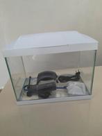 Aquarium, Dieren en Toebehoren, Vissen | Aquariumvissen, Vis, Zoetwatervis