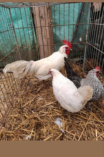 Trio krielkippen, Dieren en Toebehoren, Pluimvee
