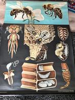 Schoolplaat bij, Antiek en Kunst, Ophalen of Verzenden