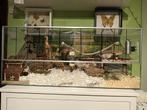 Kooi / hok voor hamsters / muizen / gerbils, Dieren en Toebehoren, Knaagdieren en Konijnen | Hokken en Kooien, Ophalen, Zo goed als nieuw