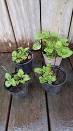 Citroenmelisse, vanaf 0,85 cent, Tuin en Terras, Planten | Tuinplanten, Ophalen, Vaste plant, Halfschaduw, Kruiden