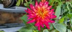 Dahlia knollen, Tuin en Terras, Bloembollen en Zaden, Verzenden, Voorjaar, Halfschaduw, Knol