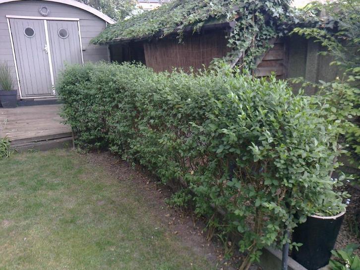 Ligusterhaag met geurende bloemetjes, Tuin en Terras, Planten | Tuinplanten, Vaste plant, Overige soorten, Halfschaduw, Zomer