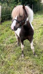 Lieve Shetlander hengst  – braaf, beleerd & bomproof!, Dieren en Toebehoren, Pony's, Hengst, M, Gechipt, 3 tot 6 jaar