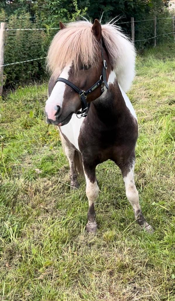 Lieve Shetlander hengst  – braaf, beleerd & bomproof!, Dieren en Toebehoren, Pony's, Hengst, M, 3 tot 6 jaar, Gechipt, Ontwormd