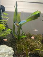 Bébés Guppy, Animaux & Accessoires, Poisson, Poisson d'eau douce, Banc de poissons
