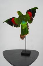 Opgezette Roodvleugel parkiet - Wildernis Atelier, Ophalen of Verzenden, Nieuw, Vogel, Opgezet dier