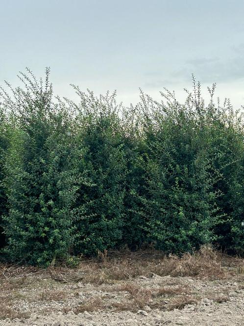 Grote maten Osmanthus burkwoodii schijnhulst, Tuin en Terras, Planten | Struiken en Hagen, Struik, Ophalen of Verzenden