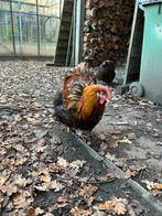 orpington buff zwart gezoomd hanen, Mâle, Poule ou poulet