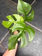 Rhahipdophora Tetrasperma, Huis en Inrichting, Kamerplanten, Ophalen of Verzenden