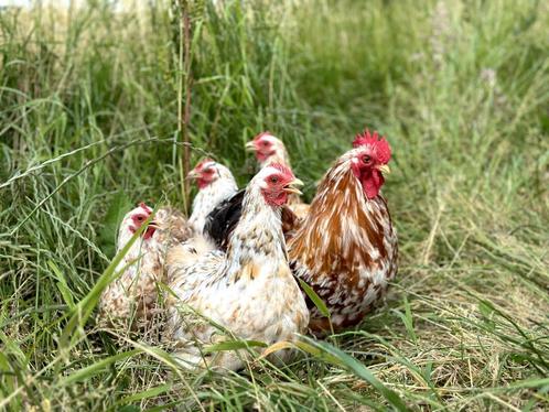 Cochin kriel kip Porselein blauwgetekend, gesekst + ingeënt, Dieren en Toebehoren, Pluimvee, Kip, Vrouwelijk