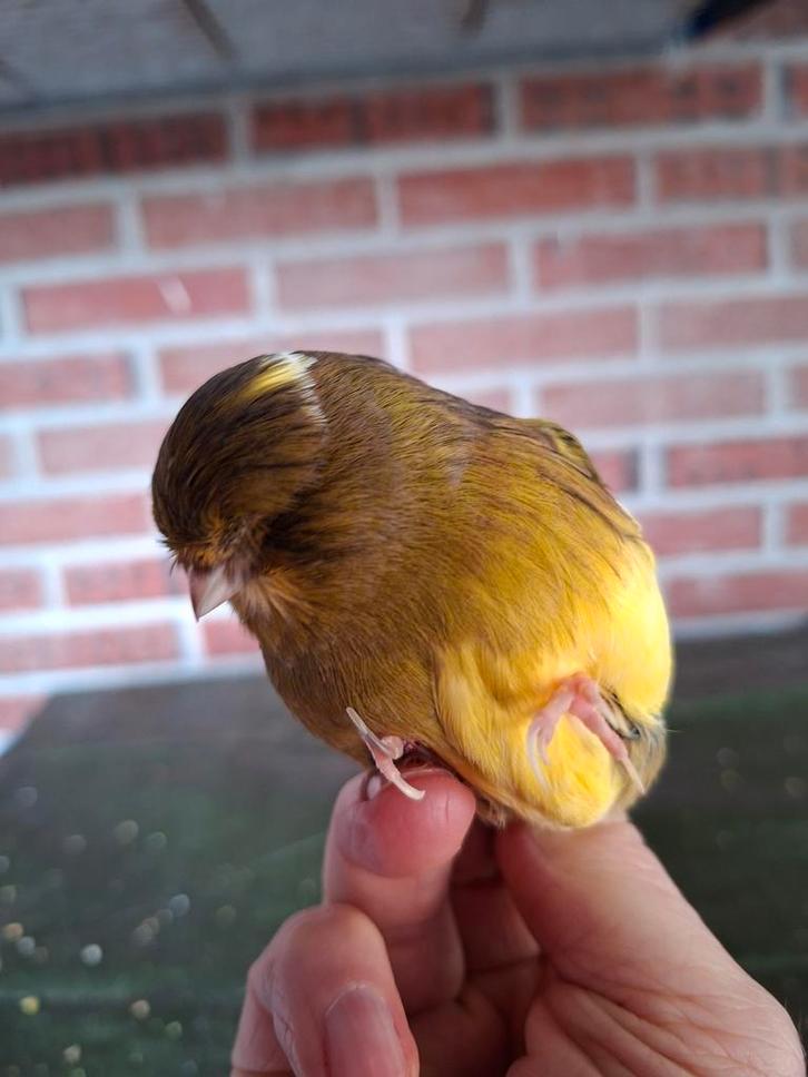 2 intensieve gloster poppen 2024, Dieren en Toebehoren, Vogels | Kanaries