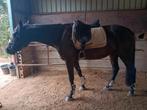 Allround Zwarte Parel ruin 6 jr, Ruin, L, 160 tot 165 cm, 3 tot 6 jaar