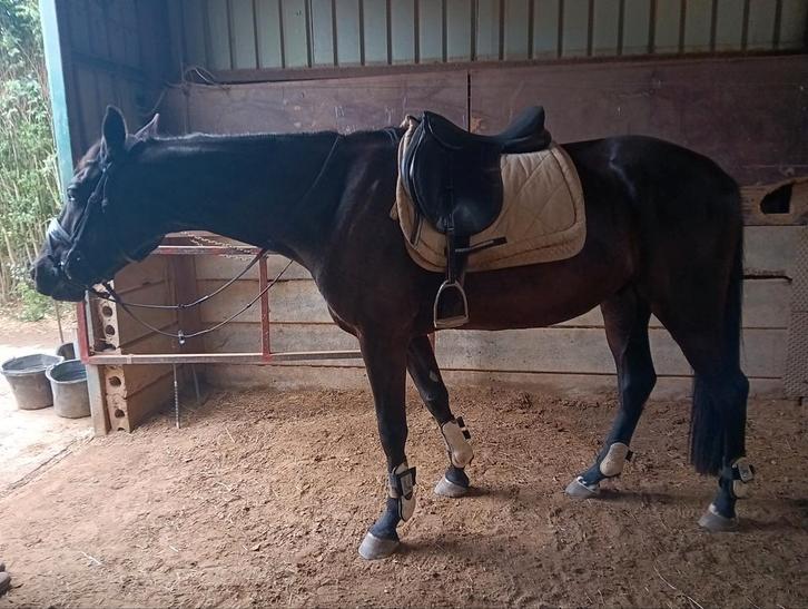 Allround Zwarte Parel ruin 6 jr, Dieren en Toebehoren, Paarden, Ruin, L, 160 tot 165 cm, 3 tot 6 jaar