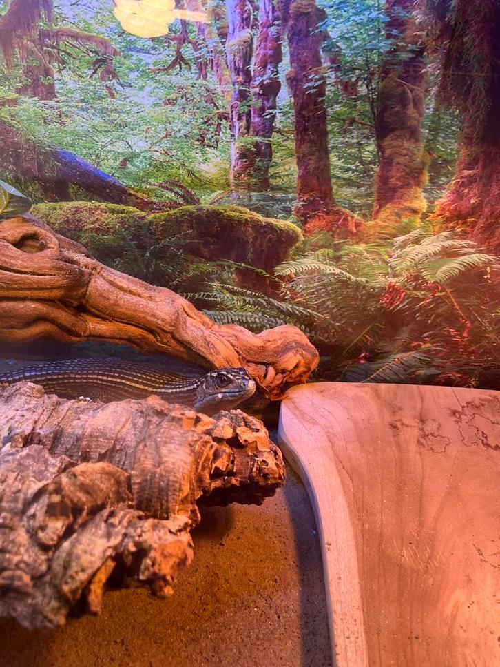 Broadleysaurus major, du Soudan « male de 2 ans, Dieren en Toebehoren, Reptielen en Amfibieën | Toebehoren, Zo goed als nieuw