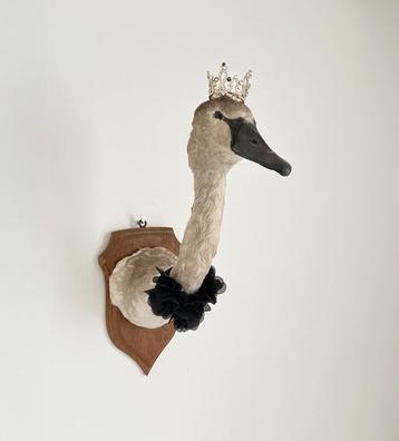 mooie zwanekop taxidermi beschikbaar voor biedingen