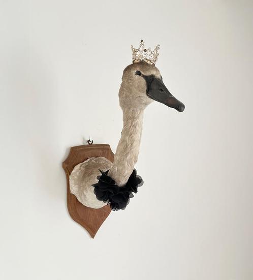 mooie zwanekop taxidermi, Verzamelen, Dierenverzamelingen, Zo goed als nieuw, Opgezet dier, Vogel, Ophalen of Verzenden