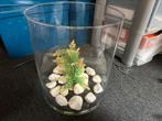 Vis bokaal, Dieren en Toebehoren, Ophalen
