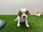 Nestjes Cavapoo pups, België, CDV (hondenziekte), 8 tot 15 weken, Meerdere