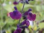 Salvia Nachtvlinder, Tuin en Terras, Planten | Tuinplanten, Ophalen
