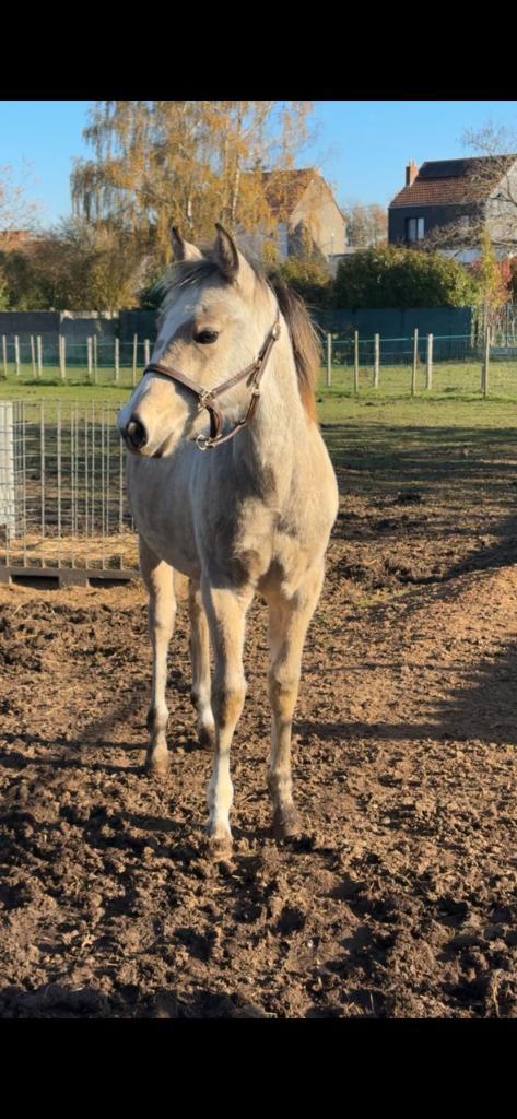 Pouliche paint horse, Dieren en Toebehoren, Paarden, Merrie, Onbeleerd, Minder dan 160 cm, 0 tot 2 jaar, Recreatiepaard