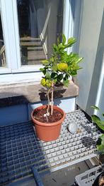 Citrus aurantium Canaliculata - Bitter Orange, Tuin en Terras, Ophalen, Citroenboom