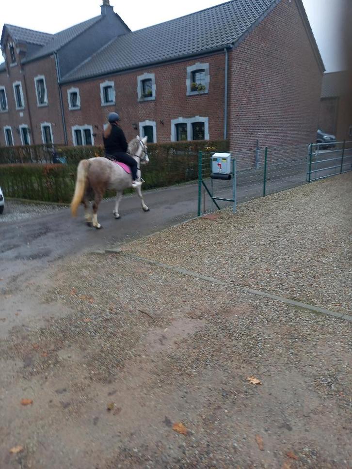 Jiment grise, Animaux & Accessoires, Poneys, Jument, Ne s'applique pas, Poney D (1.37 m à 1.48m), Poney de récréation, 3 à 6 ans